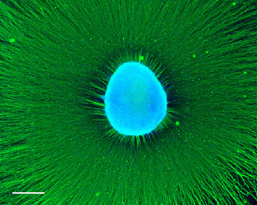  - Neurosphere-sma