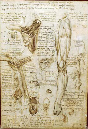 Leonardo Anatomy Sketches