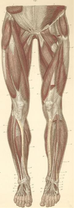 Online Resources - Useful Anatomy Websites