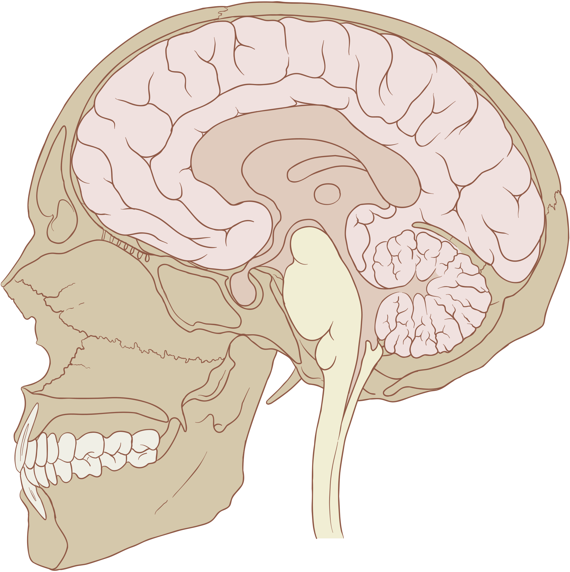 2000px-Skull_and_brain_sagittalsvg