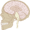 2000px-Skull_and_brain_sagittal.svg