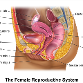 Blausen_0400_FemaleReproSystem_02