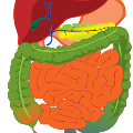 Complete_GI_tract_-_sized