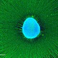 Neurosphere-sma