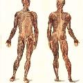 Muscular_System