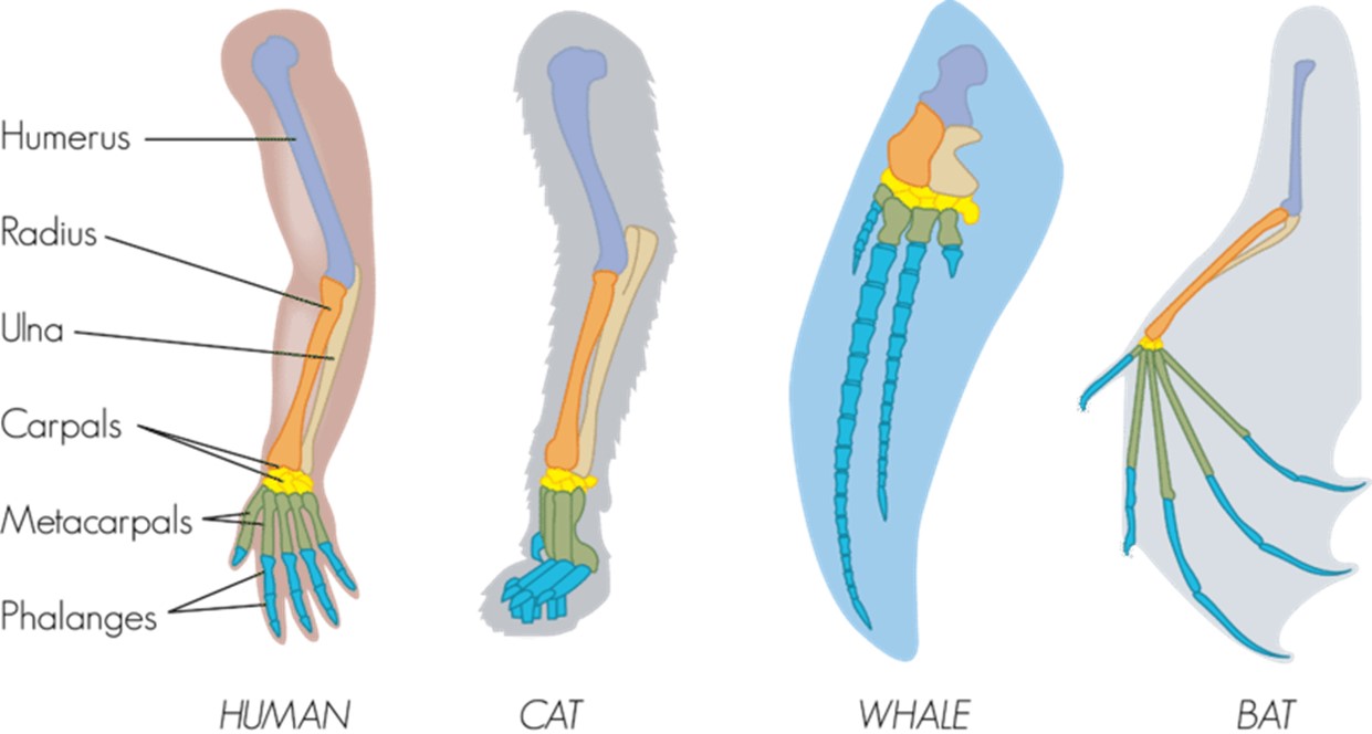 Comparative