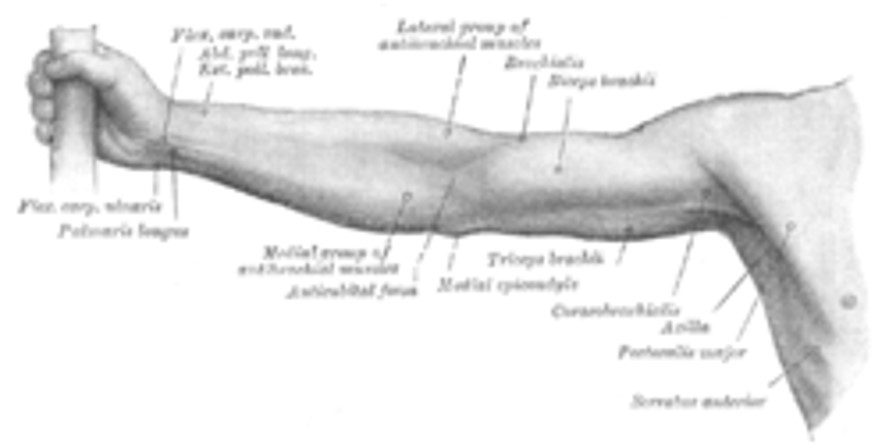 UpperLimb2