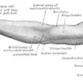 Upper Limb 2