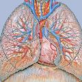 Thoracic_anatomy