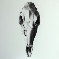 WhitedeerSkull