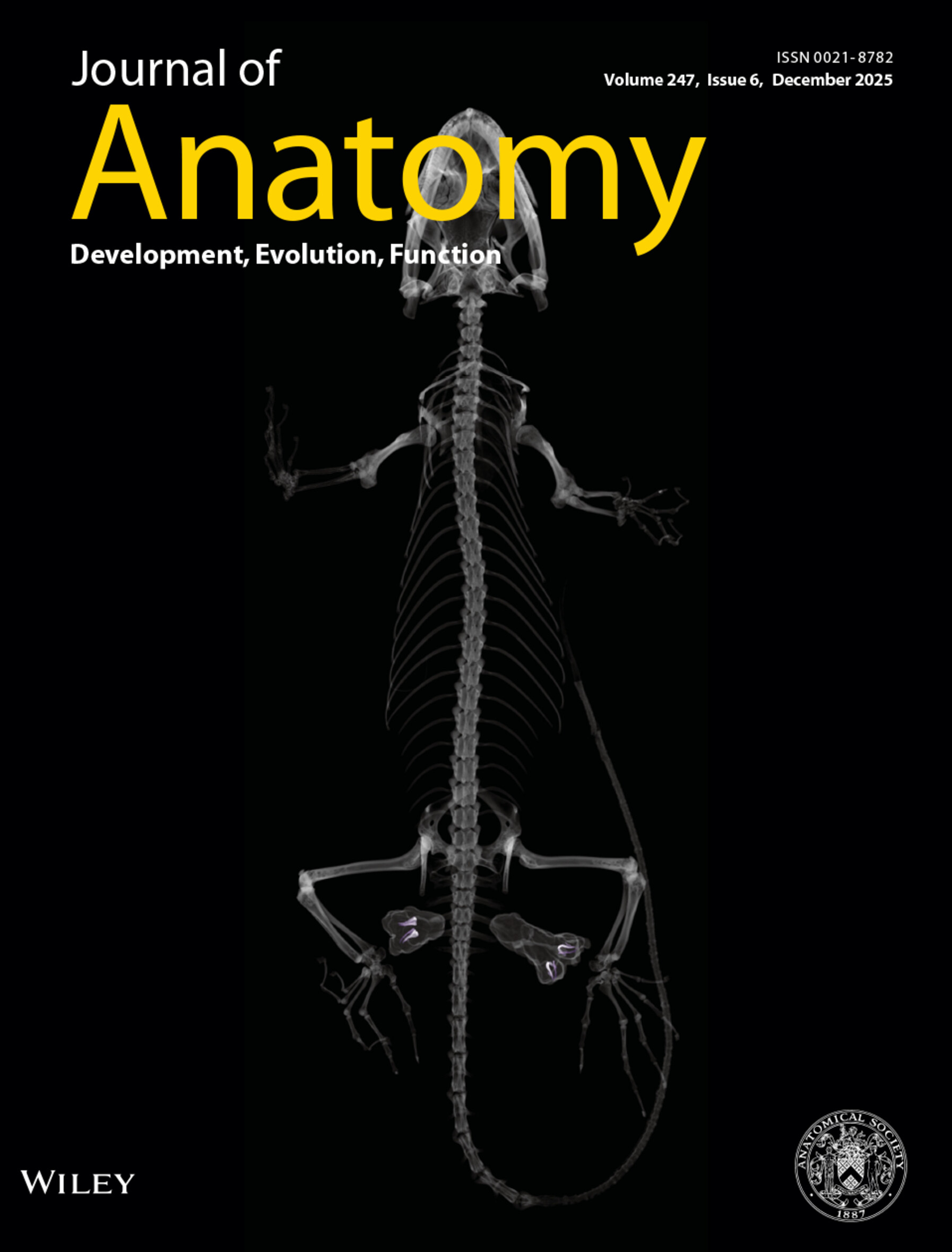 Cover image of the Journal of Anatomy for November 2025 issue