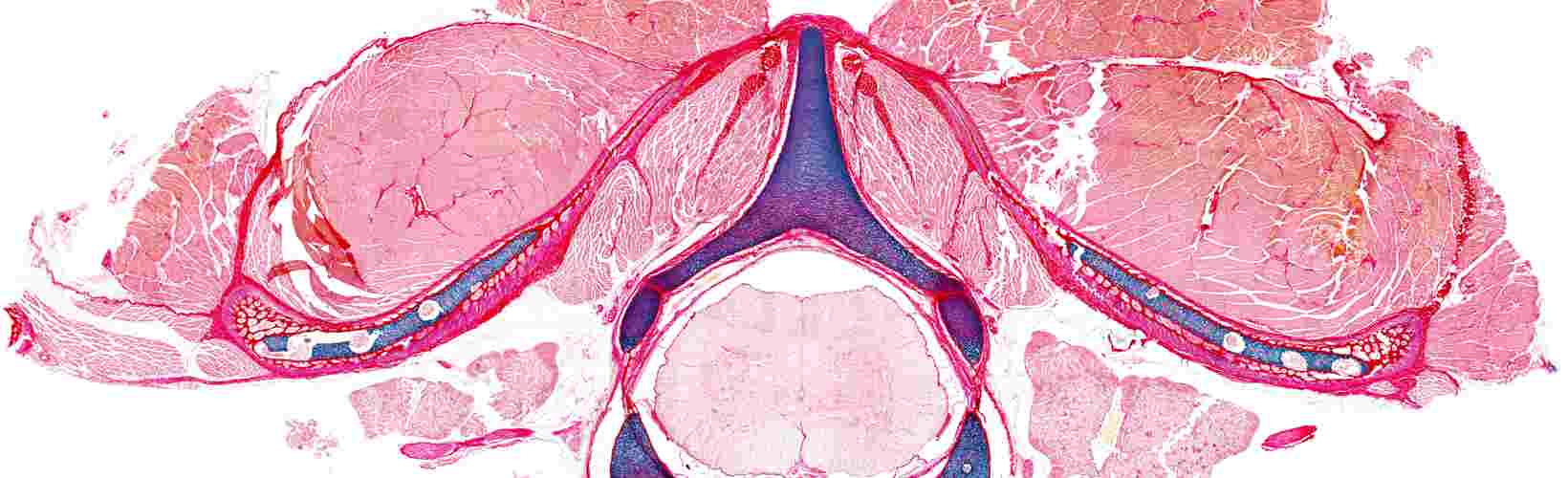 Best Image Award - Science Category